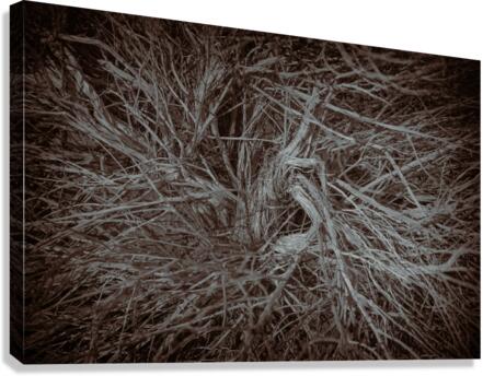 Twisted Darkness Canvas Print