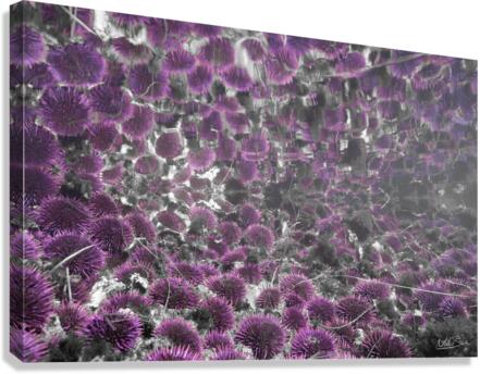 Urchin Reflections Canvas Print