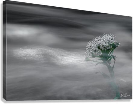 Flowing Flower Canvas Print