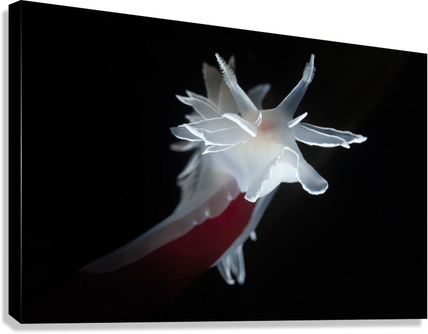 Dances With Kelp Canvas Print