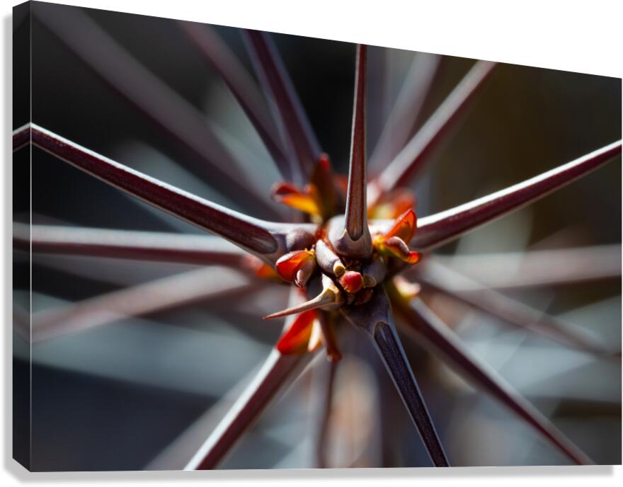 Spiraling Spines Canvas Print