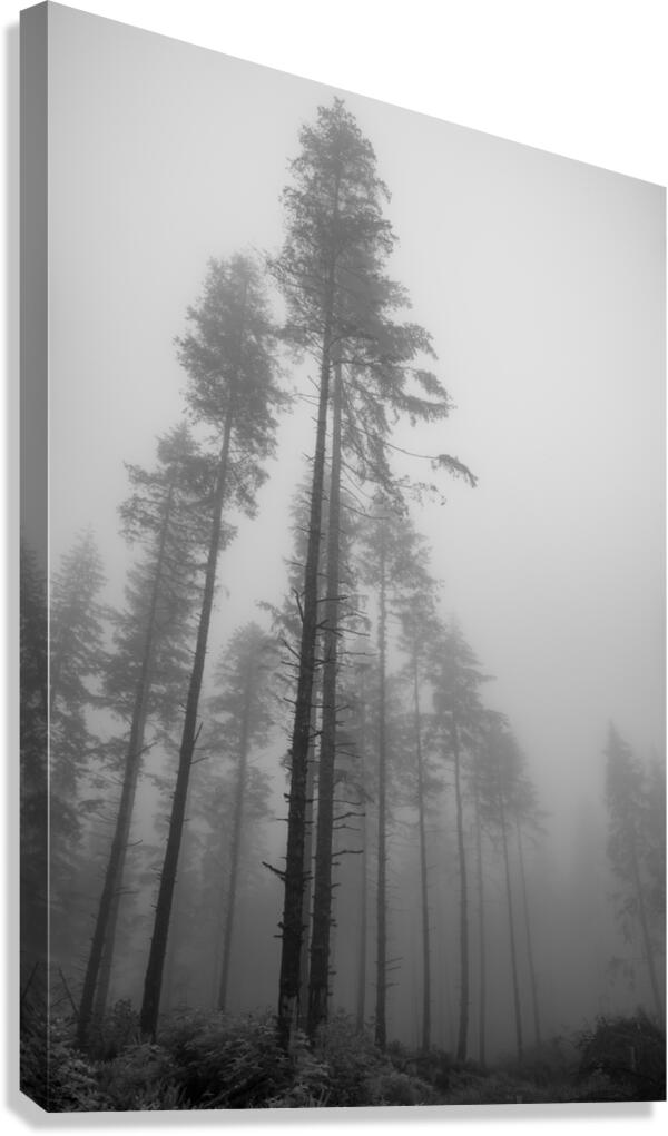 Limited Sight Canvas Print