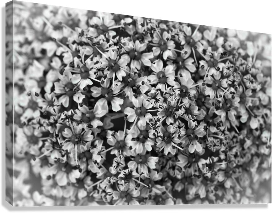 Flower Vision Canvas Print