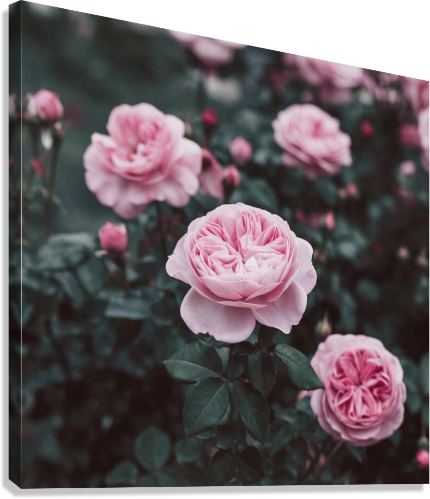a photo of a pink rose flower with Canvas Print