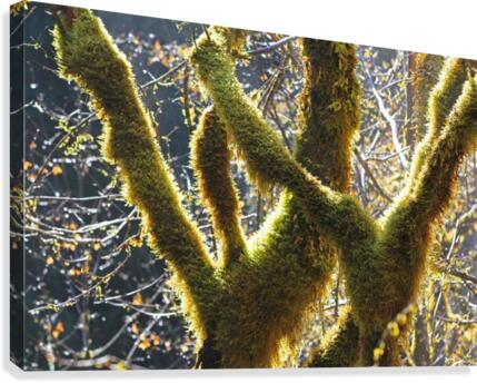 Rain Forest Sparkles Canvas Print