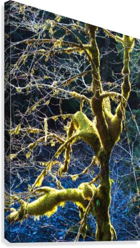 Rain Forest Tree In Winter Canvas Print