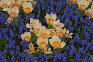 Tulip Garden