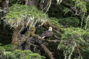 Hyder Alaska Eagle