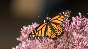 Monarch and Joe Pye