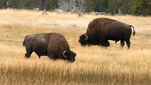Old Faithful Bison