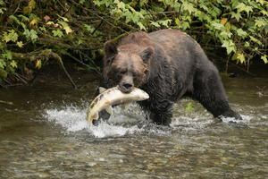 Grizzly Bear-Hyder Alaska
