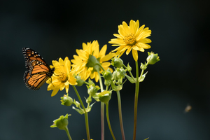 Monarch and Heliopsis