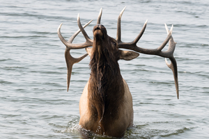  Bugling Elk in Lake