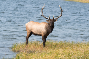  Bull Elk-Yellowstone