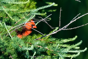 Cardinal in Tamarac