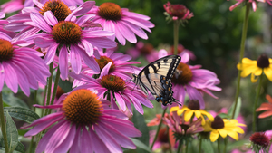 Butterfly 1
