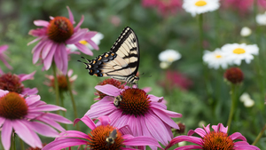 Butterfly 4