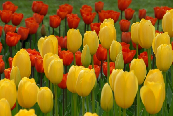 Tulip Bonanza by Rhammes