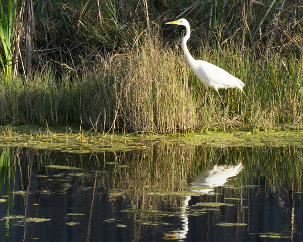 Snowy Egret Wading by Rhammes