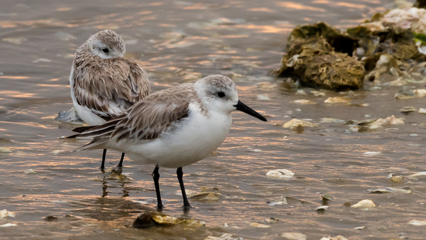 Shore Bird Print
