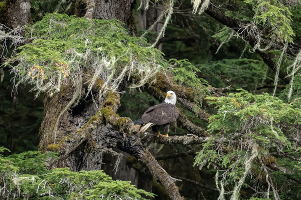 Hyder Alaska Eagle by Rhammes