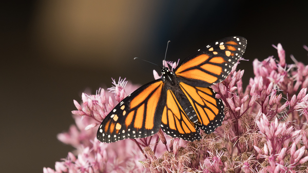 Monarch and Joe Pye by Rhammes