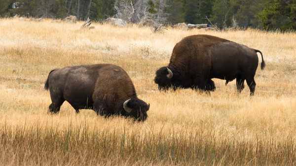 Old Faithful Bison by Rhammes