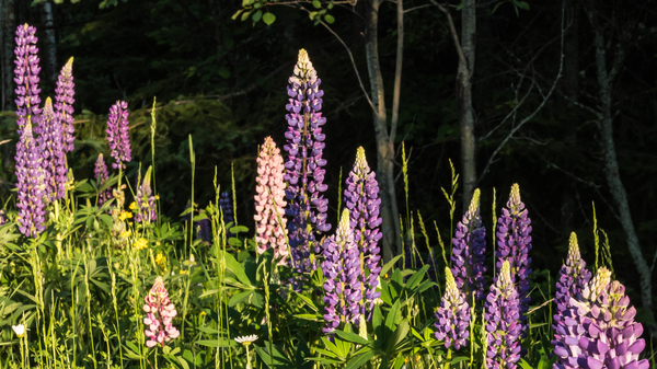 North Shore Lupine by Rhammes