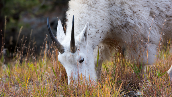 Mountain Goat Tetons by Rhammes