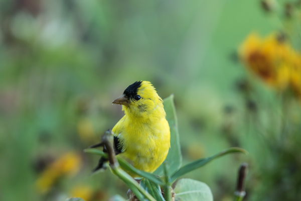Goldfinch and Sunflowers by Rhammes