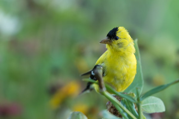 Goldfinch by Rhammes