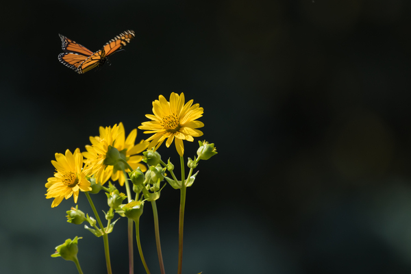 Floating Butterfly Print