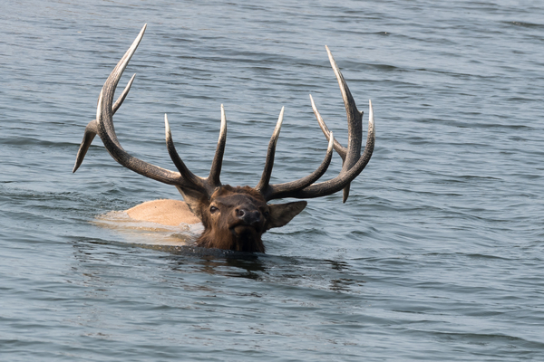Elk Swimming by Rhammes