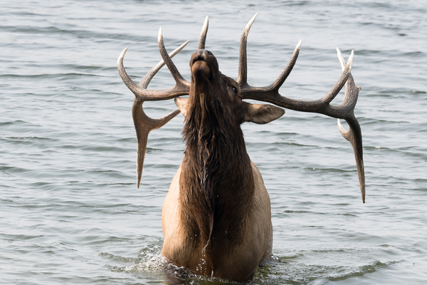  Bugling Elk in Lake by Rhammes