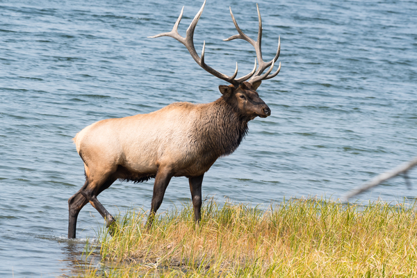 Royal Elk  by Rhammes