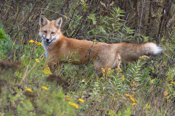 Red Fox Stalking by Rhammes