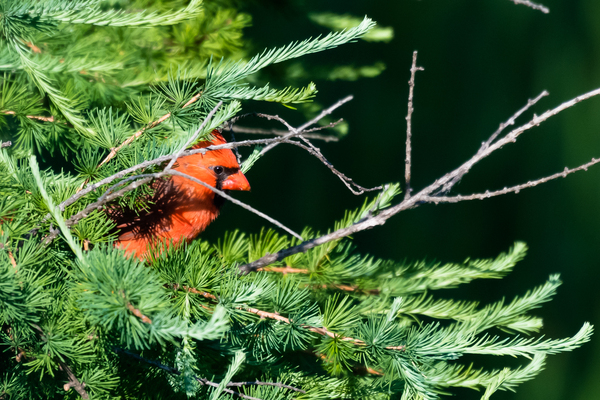 Cardinal in Tamarac by Rhammes