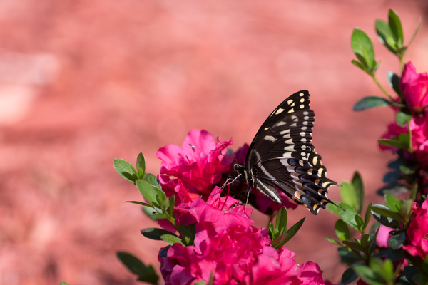 Butterfly and Azalea by Rhammes