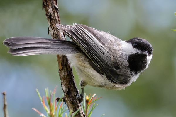 Curious Chickadee Print