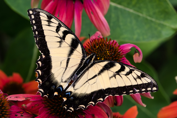 Yellow Swallowtail Butterfly by Rhammes