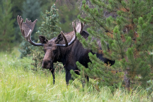  Rocky Mountain Moose by Rhammes