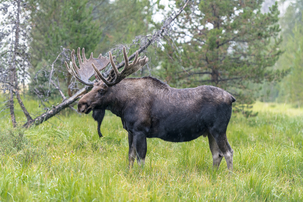 Rocky Mountain Moose by Rhammes