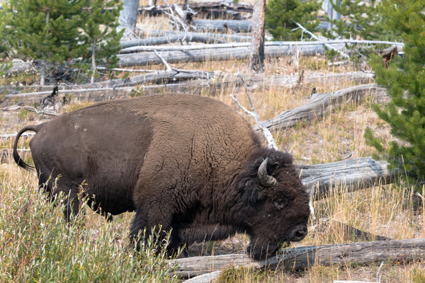 Yellowstone Bison Print