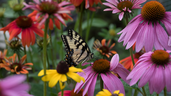 Butterfly 3 by Rhammes