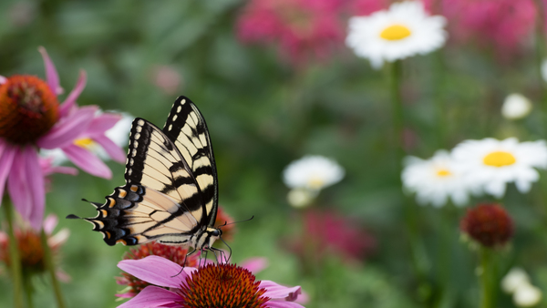 Butterfly 5 by Rhammes