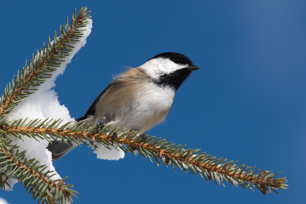 Chickadee in Winter by Rhammes
