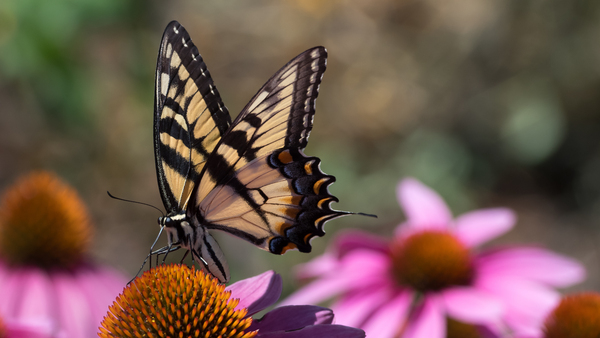 Butterfly 2 Print