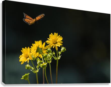 Floating Butterfly Canvas Print