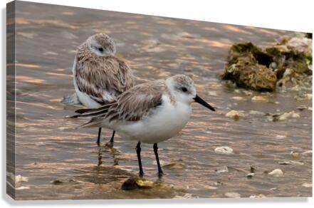 Shore Bird Canvas Print