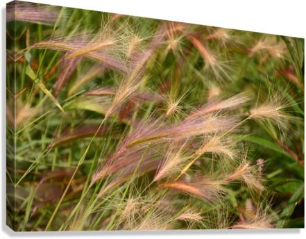 D71 1326 Canvas Print